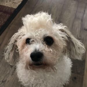 Meet your Posher, Jelene